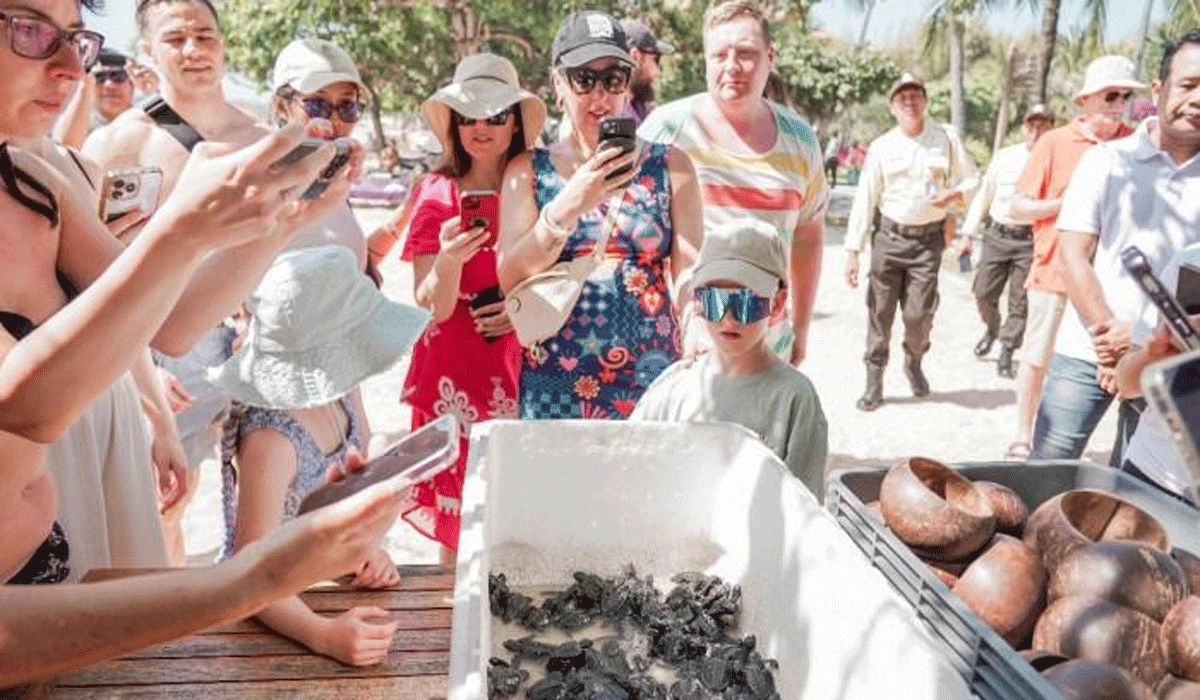 ITDC Bali Lepas 100 Tukik Sambut Nusa Dua Festival 2025, Dorong Pariwisata Ramah Lingkungan