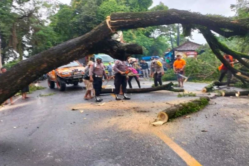 Jalan Denpasar–Gilimanuk Macet 6 Km Gara-Gara Pohon Tumbang